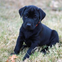 Australian Shepherd and Labrador Retriever Puppies from Wheatland Dog Center