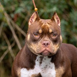 American Bully Puppies from Sky River Bullies