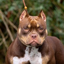 American Bully Puppies from Sky River Bullies