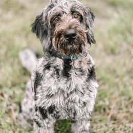 "Harlow, 2020 F1 pup from Ruby X Zeke" Goldendoodle and Golden Retriever All Grown Up from Golden Paw Farm