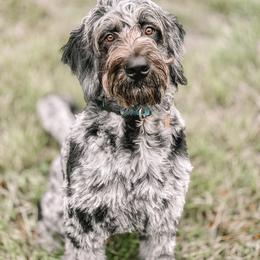 "Harlow, 2020 F1 pup from Ruby X Zeke" Goldendoodle and Golden Retriever All Grown Up from Golden Paw Farm