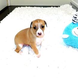 Yasmin's Male 3 - Red male Italian Greyhound puppy in Sparta Tn And Caryville Fl, Tennessee from Summerwind Kennel