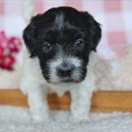 Betsy - Black and white female Coton de Tulear puppy in Forney, Texas from Buttercup Cotons of Texas