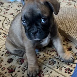French Bulldog Puppies from Fishie's Frenchies