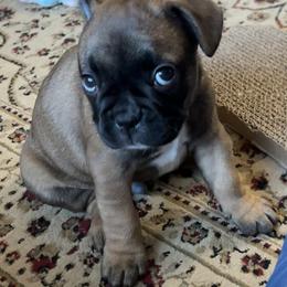 French Bulldog Puppies from Fishie's Frenchies