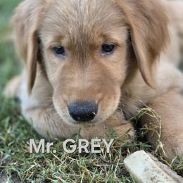 Grey Boy - Golden male Golden Retriever puppy in Glendale, Arizona from Sonoran Golden Retrievers