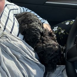 Poodle Puppies from Fluffy Poodles