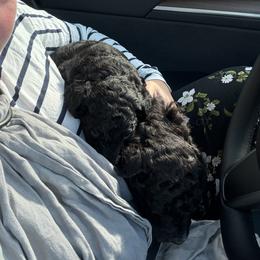 Poodle Puppies from Fluffy Poodles