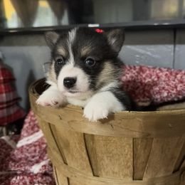 Brett - Black and tan male American Corgi puppy in Post Falls, Idaho from Splootin’ around Corgi’s