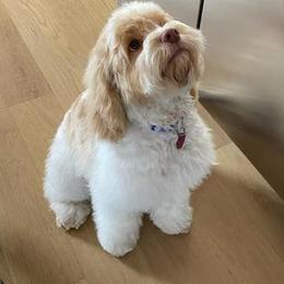 Cavapoo Puppies from SunnySide Mini Doodles