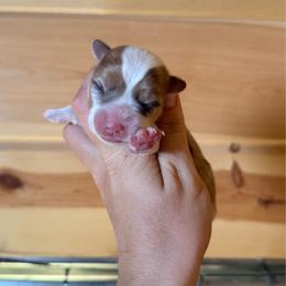 Lily Pad - 1800 - full fluffy - Red female Pembroke Welsh Corgi puppy in Rozet, Wyoming from Hayday Ranch Corgis