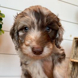 Granger - Red merle Aussiedoodle puppy in Cleveland, Georgia from Oodle Farms