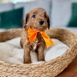 Orange - Red  female Goldendoodle puppy in Eagle Mountain, Utah from Meadow Ranch Pups