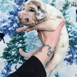 Banana Cream pie - Harlequin male Great Dane puppy in Monroe County, Pennsylvania from Poke-A-Nose Danes