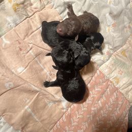 Poodle and Schnoodle Puppies from Marlens.poodles