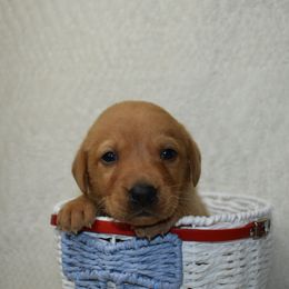 Red Boy - Yellow male Labrador Retriever puppy in Angola, Indiana from Reniers Labrador Retrievers