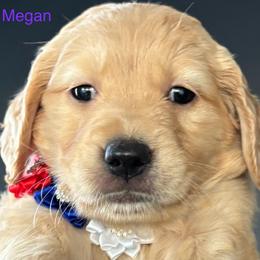 Megan - Golden female Golden Retriever puppy in Vail, Arizona from Retrievers Gold AZ