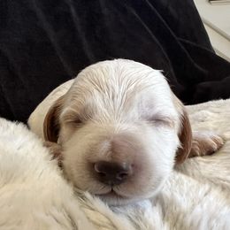 Casper - Piebald male Dachshund puppy in Highland, California from BAES Teufelshunde