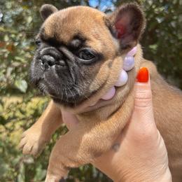 Pink Bonnie - Fawn and white female French Bulldog puppy in Spanaway, Washington from Beloved Frenchies