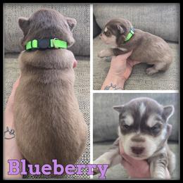 Blueberry - Red and white female Siberian Husky puppy in Wheeler, Michigan from Haase Family Kennels