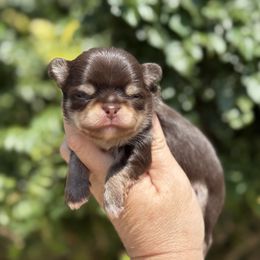 Boy 3 - Chocolate and tan male Chihuahua puppy in Newport Beach, California from Exotic City Pomeranians and chihuahuas