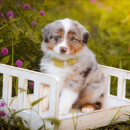 Ridge - Red merle male Australian Shepherd puppy in Georgetown, Texas from River Reign Australian Shepherds