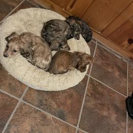 Dachshund Puppies from M.H.P Dachshunds