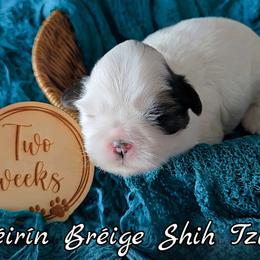 HANK - Brindle and white male Shih Tzu puppy in Las Vegas, Nevada from Beirin Breige Shih Tzus