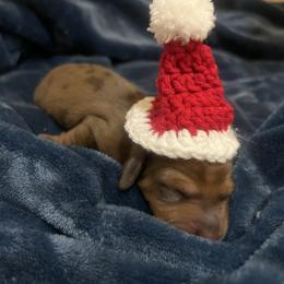 Big Red - Dapple male Dachshund puppy in Norman, Oklahoma from Mother of Dachshunds