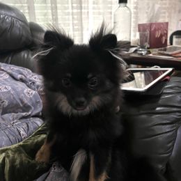 Pomeranian Puppies from Total Eclipse Pomeranians