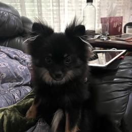 Pomeranian Puppies from Total Eclipse Pomeranians