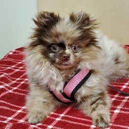 Pomeranian Puppies from Pampered Pomeranians