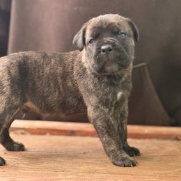 Mincemeat - Black brindle male Cane Corso puppy in Ranger, Texas from Luna Rossa Cane Corso