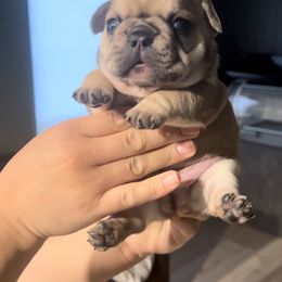 French Bulldog Puppies from The Midwest Frenchies