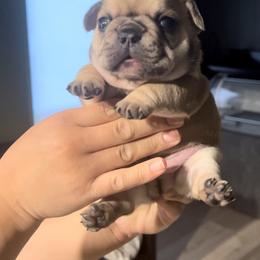 French Bulldog Puppies from The Midwest Frenchies