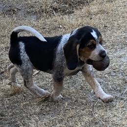 Beagle Puppies from Southern Skye Farm