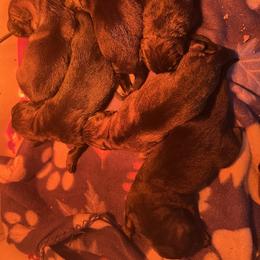 1st pick male - Sable male German Shepherd puppy in Lucasville, Ohio from Trusting Hearts Kennel