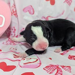 Venus - Black and white female Border Collie puppy in Raccoon, Kentucky from Skyline Border Collies