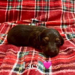 Lacy - Chocolate and tan female Dachshund puppy in Aiken, South Carolina from State Eight Dachshunds