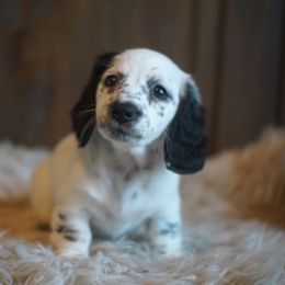 Dachshund Puppies from Dachshund Den