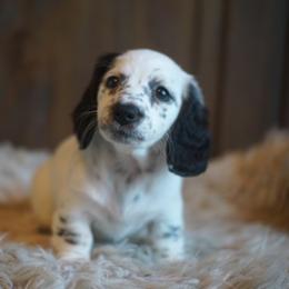 Dachshund Puppies from Dachshund Den
