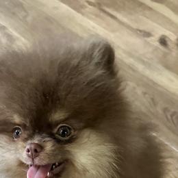Pomeranian Puppies from Tea Time Pomeranians