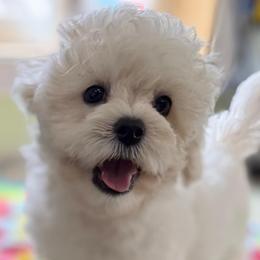 Dallas - White male Maltipoo puppy in Colonial Beach, Virginia from BeachRidge Pups