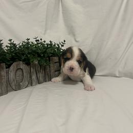 Male 1 - White black and tan male Beagle puppy in Newman, California from Valley Beagles