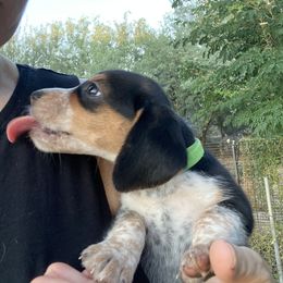 Beagle and Doberman Pinscher Puppies from Desert Mountain Canines
