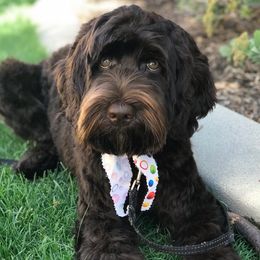 Chewy - Australian Labradoodle