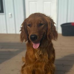Skittles - Golden Retriever