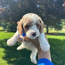 Fabian - Parti male Goldendoodle puppy in Mint Hill, North Carolina from DoodleForever