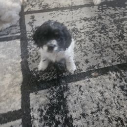 Cocker Spaniel Puppies from VanTrees Cocker Spaniels
