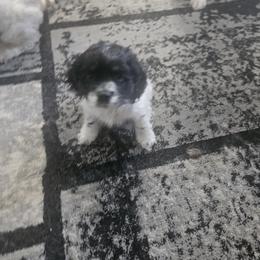 Cocker Spaniel Puppies from VanTrees Cocker Spaniels